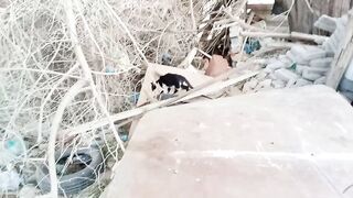 Funny domestic cat video