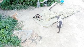 3 funny stray cats video