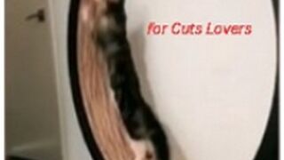 Funny Cats Compilation #1