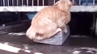 Animals funny??