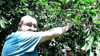 Поспела вишня во дворе