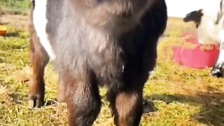 my good boy