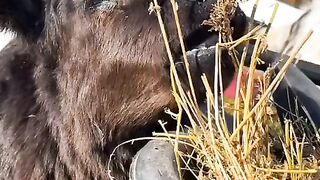 Cows are eating grass