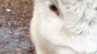 Snow white cattle