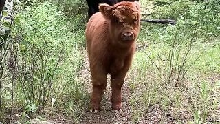 The cow is running