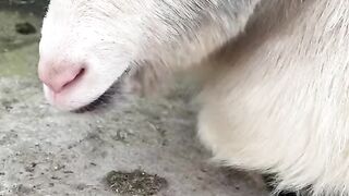 Goats eat