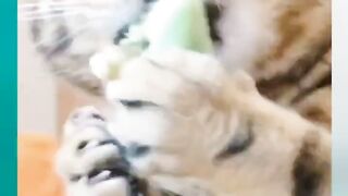 my-aunt-had-a-big-cat-for-seven-or-eight-pounds