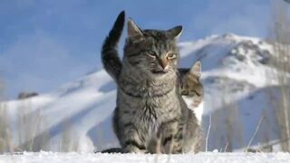 the-cat-bright-eyes-looked-at-to-alert