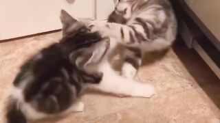 cat-is-very-naughty-dancing-like-a-somersault-on-the-back-of-a-dog