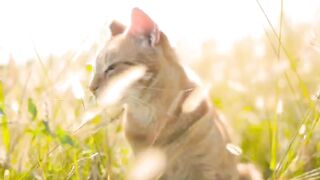 mk-the-cat-that-round-bright-eyes-really-beautiful-ah
