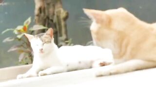 the-cat-has-a-pair-of-bright-eyes
