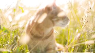 there-is-a-cat-in-my-house-it-is-a-white-white-white-white-white-like-a-whi