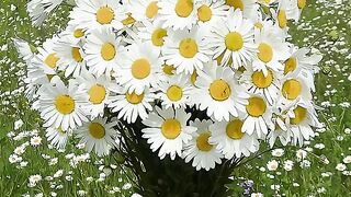 PRETTY SUNFLOWER