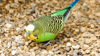 parakeet in the yard
