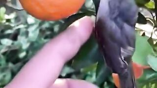 THE LITTLE bord