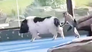 Приколные животные