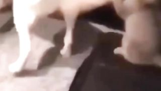 New funny video 2023 cutest cats and dogs