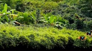 Beautiful view video