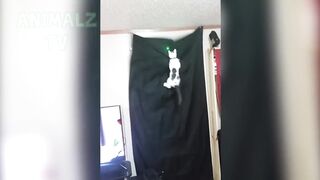 Les animaux les plus drôle essayer de ne pas rire ep1