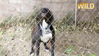 Les maîtres doivent comprendre leur chien
