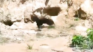 Animal fight