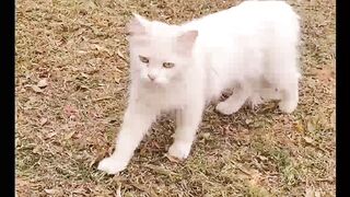 MashAllah Beautiful big cat #viral#trending