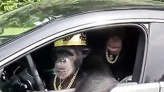 Singe Malin riche