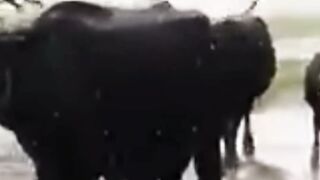 cow walk on the road #shortsvideos #shorts