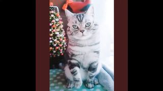 Gatinhos fofinhos e engraçados 02