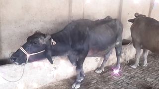 Mera Farham