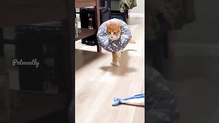 File name Feline_Frenzy_????-_The_Funniest_Cat_Videos_Ever!(2023)????(360p).