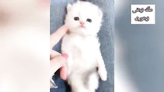 File name Feline_Frenzy_????????????????-_The_Funniest_Cat_Videos_Ever!(2023)????(360p).