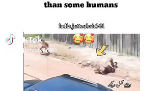 unbelievable video