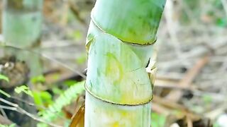 Bamboo paper making