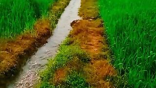 Village life #beautiful green Field