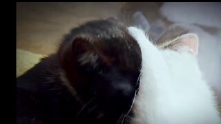 # cute cats