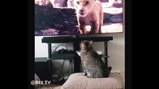 The Lion King- Pets Reactions