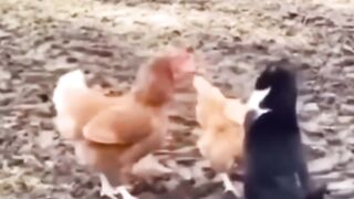 Le chat et la poule