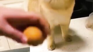 Un chaton avec la queue du cheval