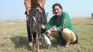 Goat milking ( subscribe please )