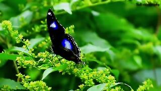 beautiful butterfly with Greeny