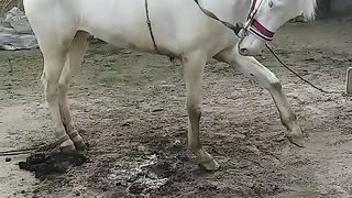 White horse video