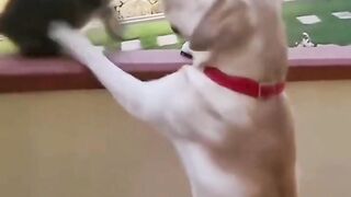 Animal fhigt