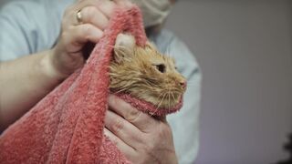 Beautiful cat video ????????