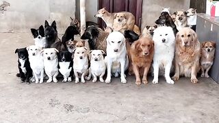 Animal teraning
