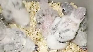 Parrot baby