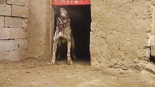 The largest dog in the world |Big dog |masif82