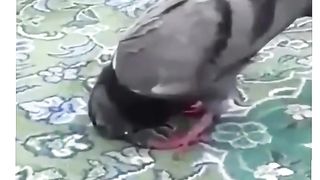 Mash Allah Allah ki makhlooqMash Allah Allah ki makhlooq