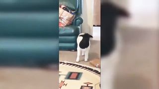 Funny TikToks that make my Monday better