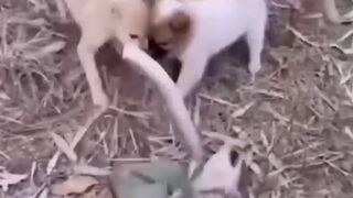 نھے خطروں کے کھلاڑی۔ زہریلے سانپ سے کیسے خود کو بچایا؟ دیکھئے